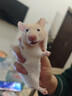 家养金丝熊小仓鼠精选虎纹眼圈奶牛熊米熊仓鼠活体宠物巨型苍鼠 金丝熊 公 实拍图