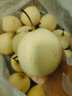 正宗河北鸭梨大果新鲜10斤脆甜梨子水果当季整箱包邮5斤赵县雪梨 精选鸭梨净重9斤 实拍图
