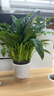 【热销款】白掌一帆风顺盆栽水培植物室内花绿植红掌发财树吸甲醛 【店主推荐】特级白掌6-8株带花+早安盆+营养液 实拍图