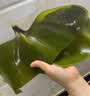 鲜窝窝 盐渍海带头500g 新鲜昆布片凉拌菜煲汤火锅食材 海鲜干货 实拍图