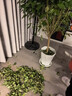 叹为观止大型植物发财树各种大颗盆栽开业乔迁客厅办公室内好养大型花卉 幸福树【1.2-.1.4米】 不含盆 实拍图