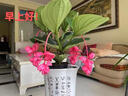 寄春荷兰进口宝莲灯花盆栽带花苞办公室内圆叶高档名贵花卉绿植物四季 2盆圆叶宝莲灯(原盆)带2个花苞 带盆栽好 晒单实拍图