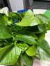 双盟绿萝盆栽除甲醛花卉绿植办公室新房净化空气180款福字4盆源头直发 实拍图