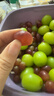 京鲜生 克伦生红提 葡萄 2斤装 生鲜水果 克瑞森 酸甜口感 实拍图