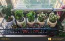 沭之美多肉植物绿植花卉丛生金枝玉叶+金钱木+米色甜甜圈陶瓷盆源头直发 实拍图