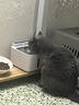 小甜橙猫咪饮水机无线不插电宠物饮水机流动水自动循环饮水器猫狗 实拍图