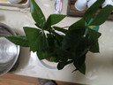 发财树盆栽大植物室内办公室桌面客厅小盆景招财树苗绿植花卉盆栽 三杆发财树 5-8cm【原盆】 【送肥料】 实拍图