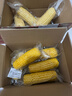 京鲜生东北白糯玉米250g*10棒 新鲜甜糯玉米棒真空包装粘玉米 源头直发 实拍图