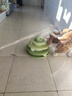 licheers猫玩具猫咪转盘四层自嗨解闷神器宠物玩具猫抓板逗猫玩具猫咪用品 实拍图