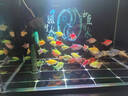 坤宁王金晶超白玻璃鱼缸40*30方缸家用小型裸缸桌面造景溪流缸乌龟缸 实拍图