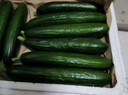 京鲜生 山东水果小黄瓜净重4.5斤单果80g+ 健康轻食 源头直发 实拍图