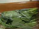 大菠菜300g 实拍图