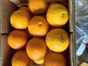 京鲜生 云南哀牢山冰糖橙/橙子 净重5斤 单果130g-170g 生鲜水果礼盒 实拍图