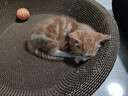 疯狂的主人猫抓板窝碗形大号猫抓盆不掉屑猫窝宠物猫玩具瓦楞纸猫爪板 实拍图