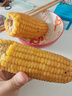 云南高原新鲜水果玉米起脆甜爆浆可生吃现采现发300g/棒营养早餐 水果玉米1.8-2斤含箱 实拍图