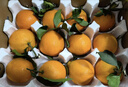 旭霁耙耙柑正宗四川春见耙耙柑丑橘新鲜水果孕妇甜桔橘子年货节 5斤甄选果 净重4.5斤 实拍图