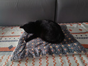 licheers猫垫子宠物猫窝睡垫冬季保暖法兰绒毛毯狗狗睡觉专用地毯蓝色星空 实拍图