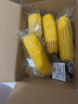 京鲜生东北白糯玉米250g*10棒 新鲜甜糯玉米棒真空包装粘玉米 源头直发 实拍图