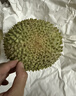京鲜生马来西亚D197猫山王榴莲4.5-5斤保5房新鲜冷冻水果 实拍图