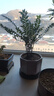 御春阁小叶紫檀树苗黑骨茶室内阳台盆栽花卉绿植耐寒四季常青微景观桩形 小苗15-20厘米一盆 5-6颗 实拍图