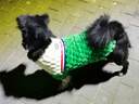 MIKI PAD宠物狗狗衣服小中型犬秋冬衣服可牵引保暖猫咪衣服雪纳瑞比熊XXL 实拍图