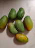 庾丰 芒果新鲜水果生鲜整箱当季大青皮芒 热带孕妇芒果 10斤装(净果9斤)单果200g+ 实拍图