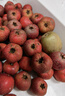 沂蒙山新鲜山楂大金星山楂大五棱鲜果特级大果山楂泡酒冰糖葫芦 5斤净重新鲜大金星山楂大果 实拍图