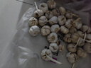 食尚半岛山东金乡鱼台大蒜农家自种干蒜新鲜蔬菜紫皮批发多瓣祘头当季 【中果】精品大蒜5斤 实拍图
