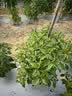 九千谷喷头6分高压喷水枪浇花水枪喷头浇菜水管喷头家用洗车喷水枪8180 实拍图