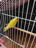 万宠汇 鸟活体虎皮鹦鹉笼养牡丹玄风活鸟学说话手养小太阳鹦鹉宠物鹦鹉 黄色虎皮鹦鹉1只（公母可备注） 实拍图