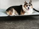 艾尔狗粮 蛋黄  多维狗粮成犬专用粮全犬种通用犬粮 10KG 实拍图