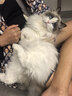 味当家吨吨罐升级版猫罐头全新系列湿粮成猫幼猫慕斯零食鸡丝罐头 3箱*6罐【第3箱0元 新客推荐】 实拍图