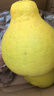 柚满园【纯甜不酸】梅州沙田柚子南福金柚正宗甜碌柚新鲜水果广东梅县 特大果6个带箱19-20斤 实拍图