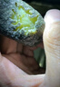 【瑾黛】缅甸翡翠原石毛料翡翠玉石蒙包料手镯半明料冰种帝王绿阳绿去皮开窗工具赌石拍卖（直播专拍）50 实拍图