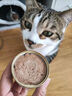 网易严选猫湿粮宠物零食浓汤大口肉罐头 鸡肉+三文鱼85g*3罐 实拍图