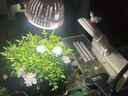 三思植物补光灯仿太阳全光谱 植物灯  盆栽花卉补光灯-10W不定时 实拍图