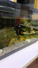 画法几何鱼缸造景 小型鱼缸米家智能鱼缸专用蕨类沉木造景套餐 实拍图