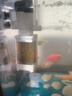 松宝（sobo）鱼缸过滤器三合一循环过滤器增氧泵水泵抽水吸便净水AQ-6000F款4W 实拍图