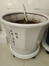 钢化树脂移动托盘花盘塑料底座万向轮花盆底托滚轮接水盘底盘 米白 330#内径30cm 实拍图