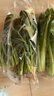 大菠菜300g 实拍图
