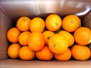 京鲜生  广西优级沃柑 净重10斤 单果160g起 生鲜水果柑橘桔子礼盒 实拍图