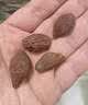 九芝堂胖大海50g咽喉肿痛天然润喉饮品泡茶饮片养生茶礼盒 实拍图