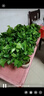 绿有意绿萝盆栽室内植物花卉绿植水培长藤垂吊大叶绿箩新房家用吸除甲醛 180绿加仑吸水绿萝12盆+壶+30肥 带盆带土发货 实拍图