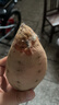 新鲜现挖沙地蜜薯黄心红薯龙九甜美薯红薯山药芋头土豆 榴莲蜜薯 净重8斤 实拍图