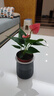 红掌盆栽白粉掌一帆风顺带花特大号花卉室内客厅面水培植物好养 约30cm粉掌-灰色繁星吸水盆 带盆栽好 实拍图