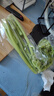 【有机】芹菜（西芹）400g 实拍图