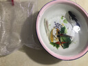 招财如意锦鲤冷水观赏鱼大型纯种精品红白三色招财鱼好养耐活风水鱼活鱼 四季发财（随机颜色4条可指定）  8-10cm 实拍图