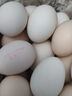 1号会员店 可生食标准鲜鸡蛋30枚 净重3斤 1号会员店自有品牌  源头直发 实拍图