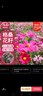寿禾 格桑花种子种苗波斯菊花种籽 潍丰矮韵格桑花种子(矮秆型)1500粒 实拍图