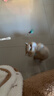【京东快递】仙女逗猫棒猫咪玩具带铃铛逗猫神器耐咬羽毛逗猫棒 随机款2支（不指定，不重复） 实拍图